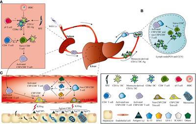 CD8+ Trms against malaria liver-stage: prospects and challenges